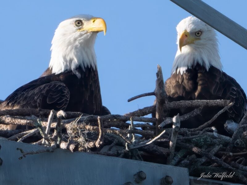 Bald eagles preparing nest near Briarwood Executive Golf Course