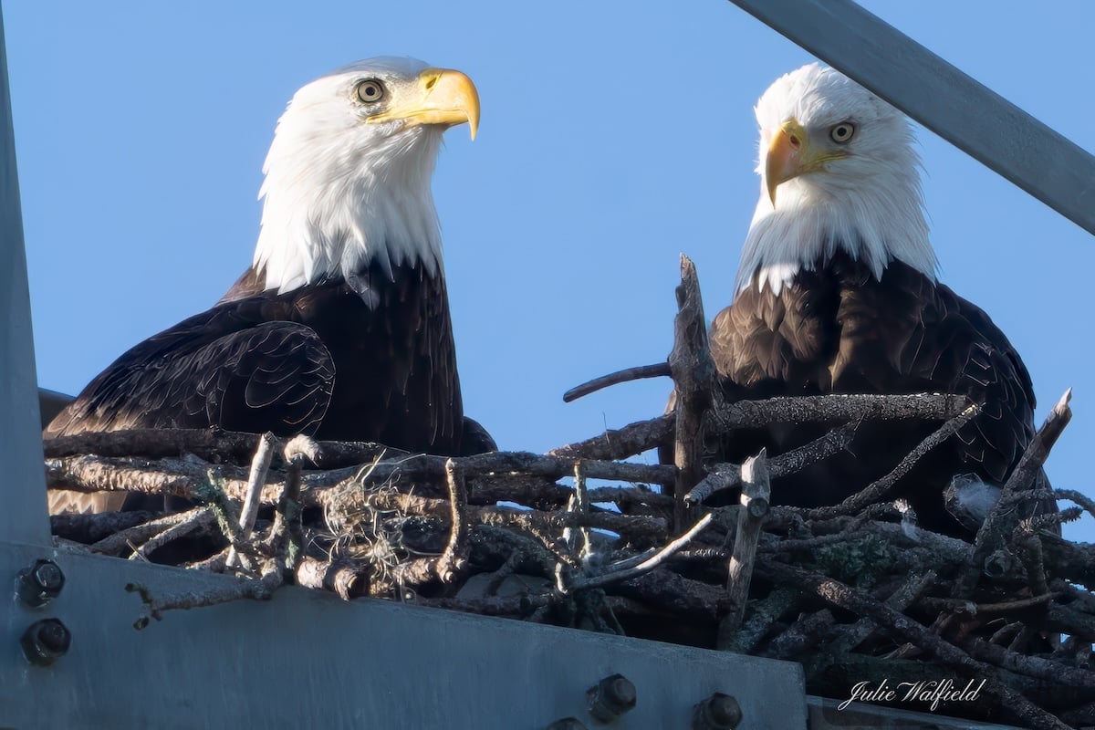 Bald eagles spruce up nest near Briarwood Executive Golf Course Bald eagles spruce up nest near Briarwood Executive Golf Course