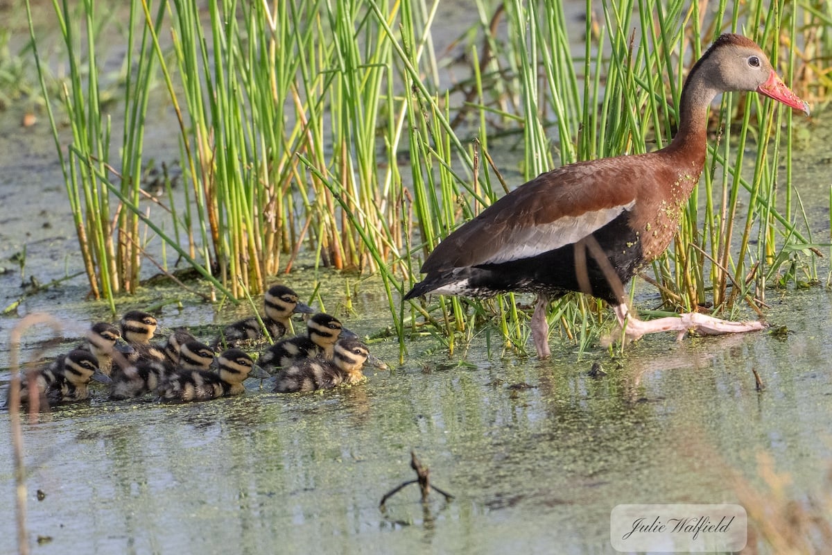 Black-bellied whistling duck leads ducklings near Briarwood Executive Golf Course Black-bellied whistling duck leads ducklings near Briarwood Executive Golf Course