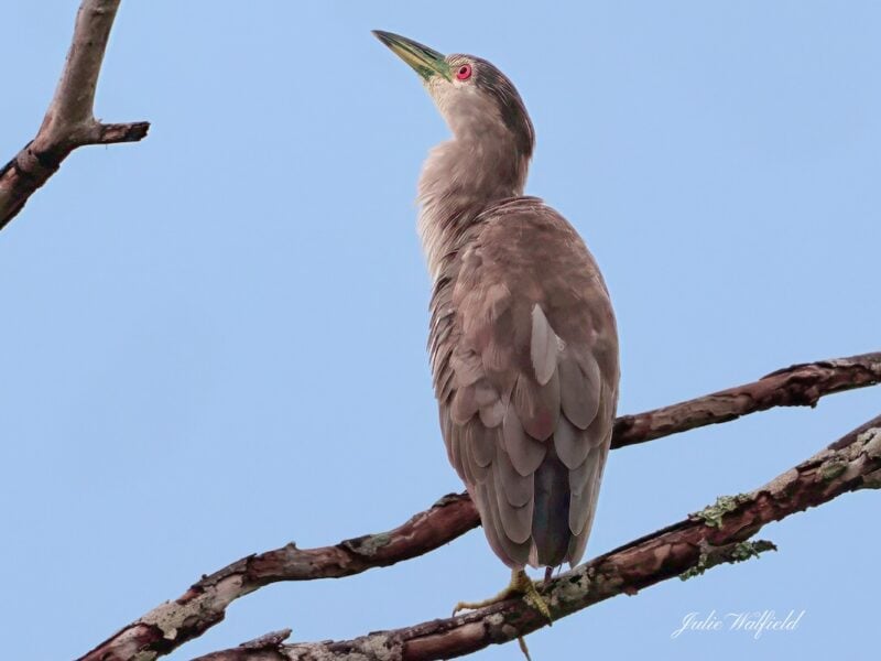 Black-crowned night heron spotted in The Village of DeLuna