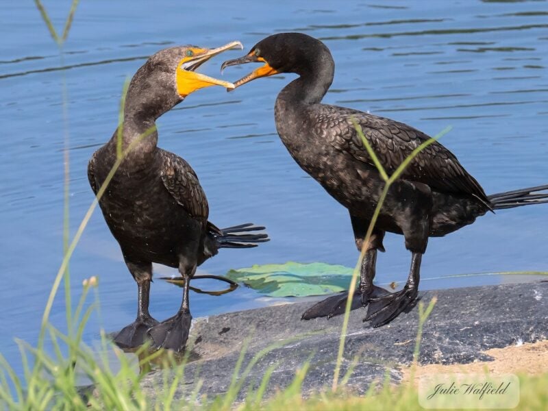 Double-crested cormorants face off in The Village of Richmond