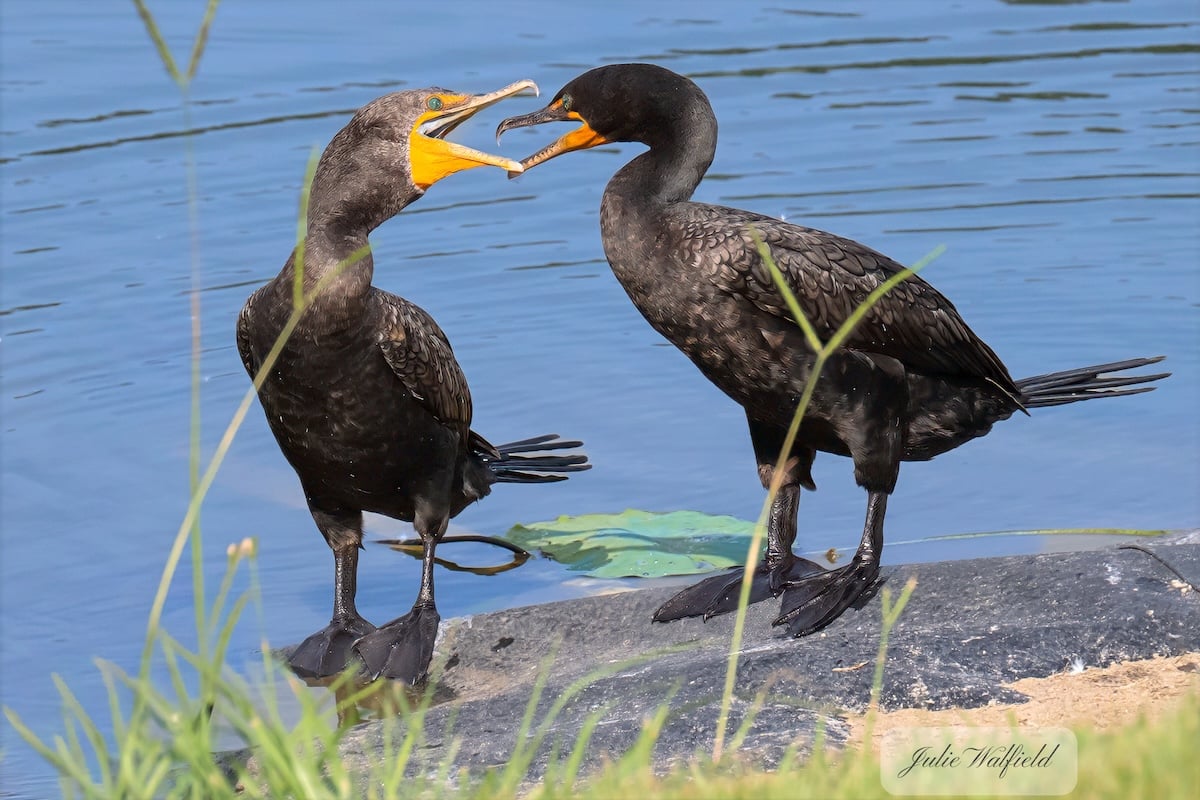 Double-crested cormorants face off in The Village of Richmond Double-crested cormorants face off in The Village of Richmond