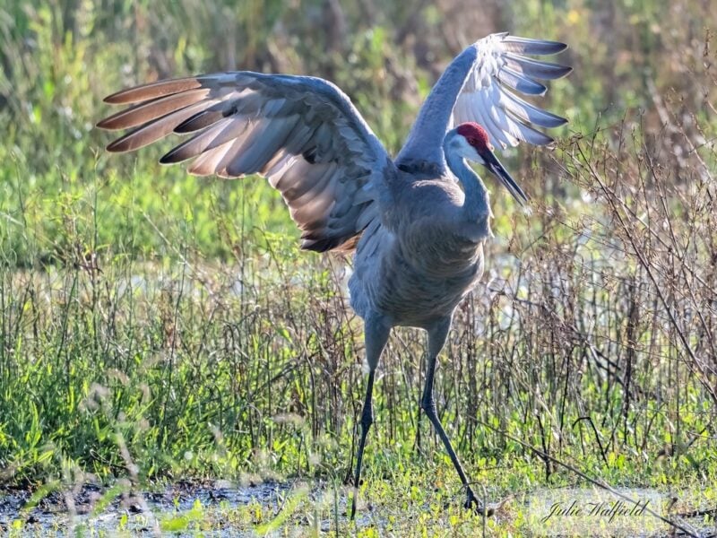 Early morning sandhill crane activity captured in The Village of Fenney