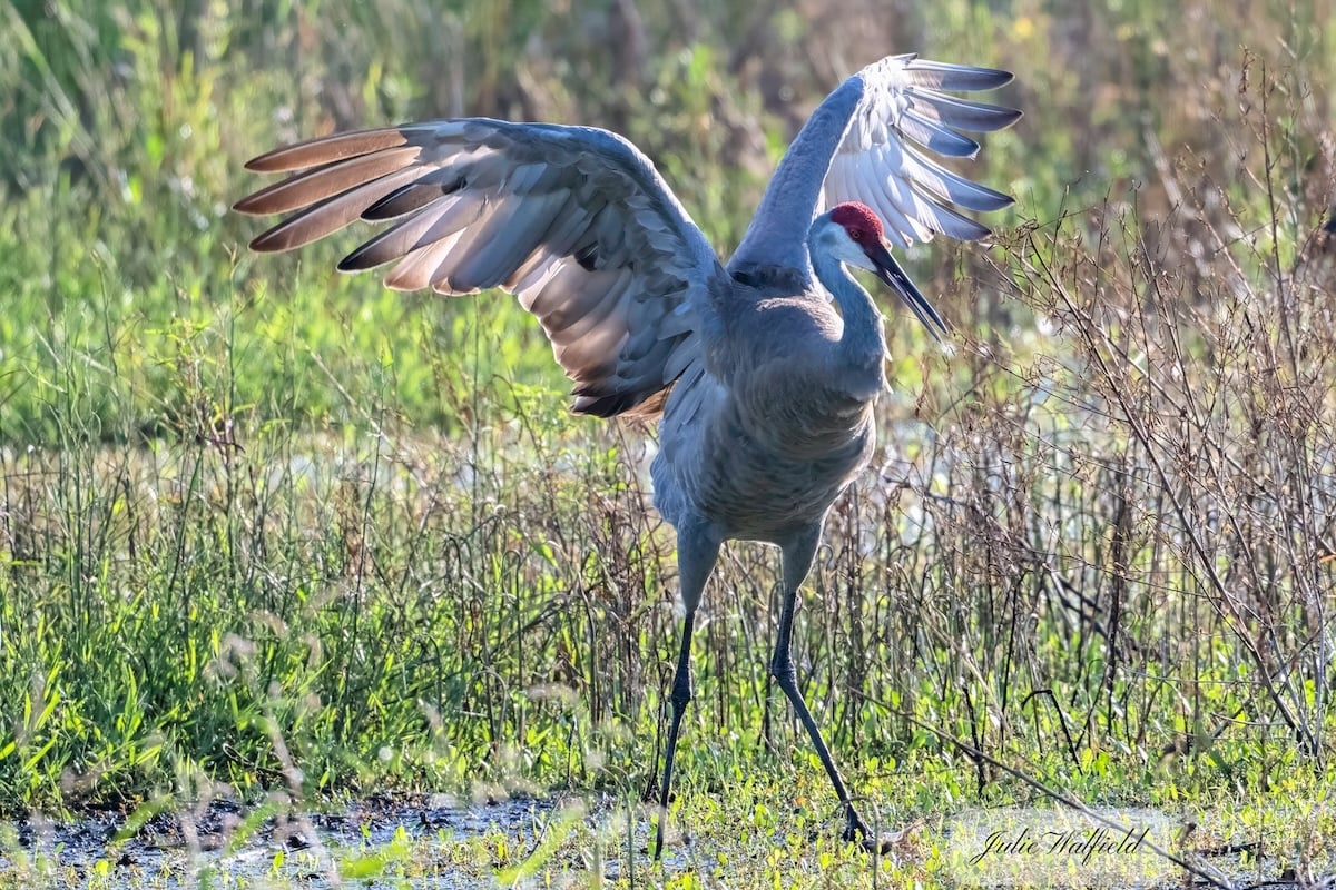 Early morning sandhill crane activity captured in The Village of Fenney Early morning sandhill crane activity captured in The Village of Fenney