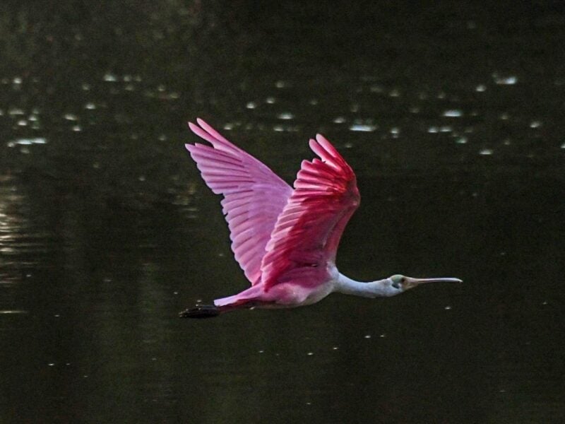 Roseate spoonbill flies over Paradise Park at sunrise