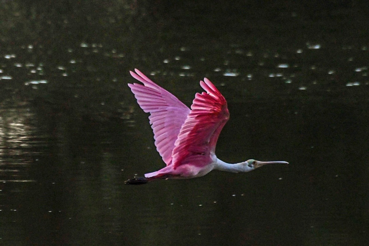 Early morning spoonbill sighting at Paradise Park Early morning spoonbill sighting at Paradise Park