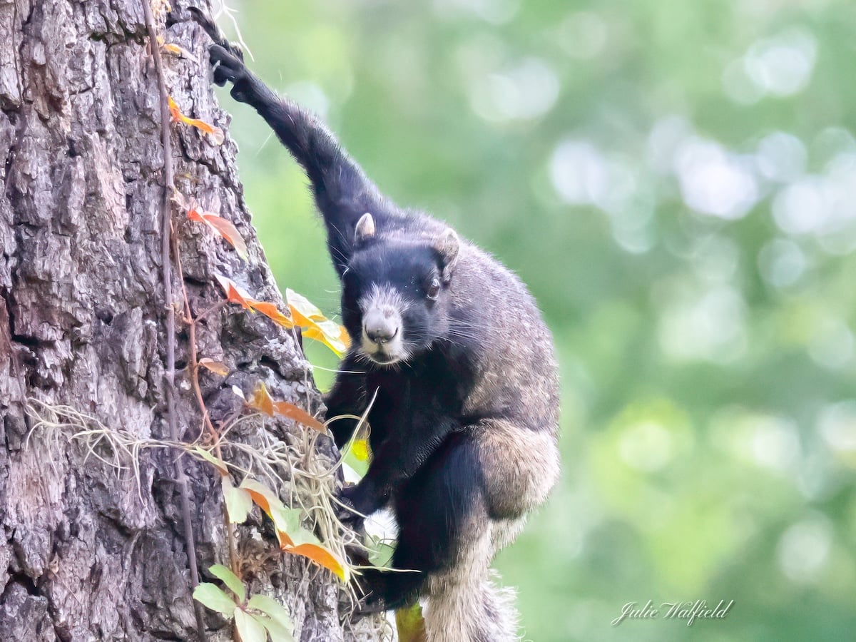 Fox squirrel hanging out on Hogeye Pathway in The Villages Fox squirrel hanging out on Hogeye Pathway in The Villages