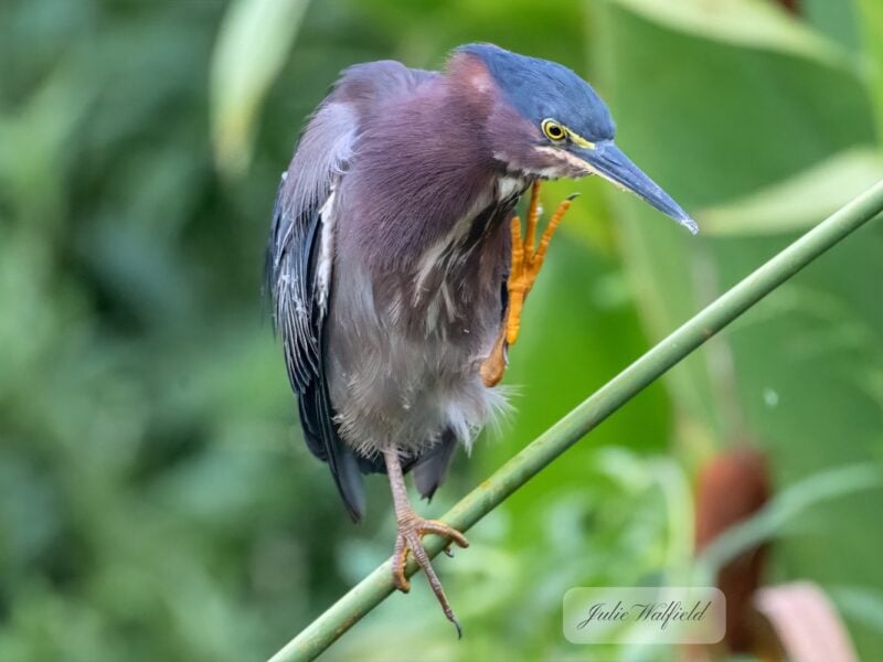 Green heron spotted along Village of DeLuna pond