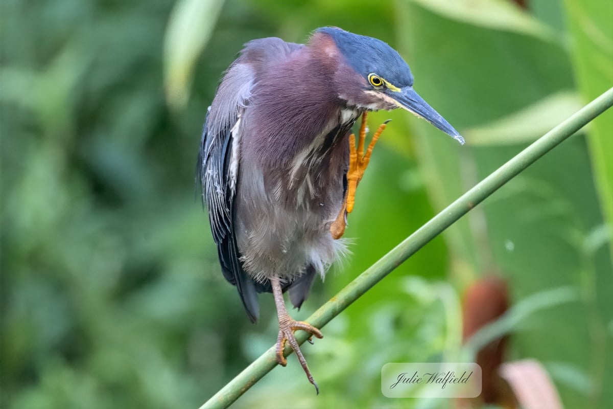 Green heron spotted along Village of DeLuna pond Green heron spotted along Village of DeLuna pond