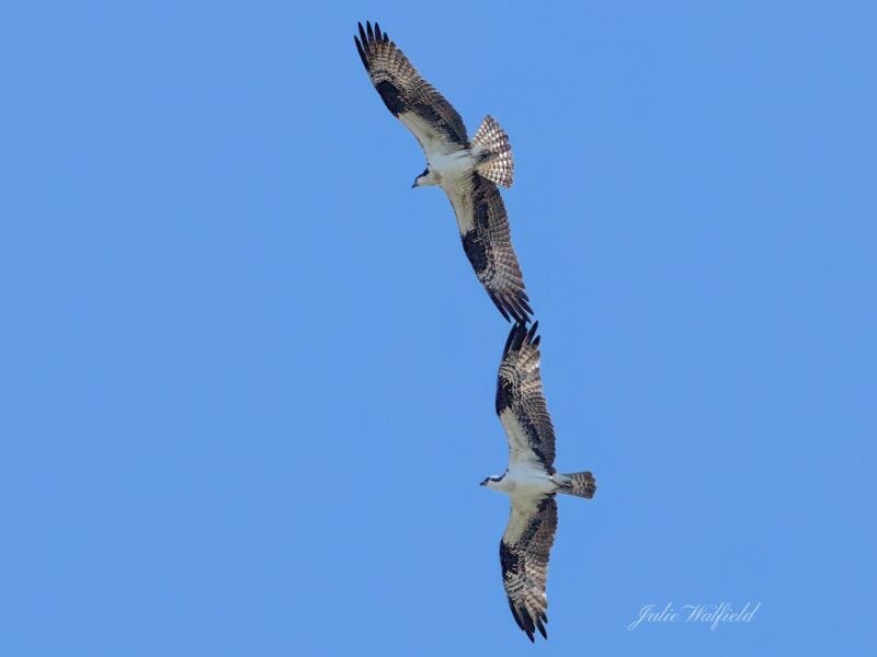 Pair of ospreys captured in flight over The Village of Chitty Chatty