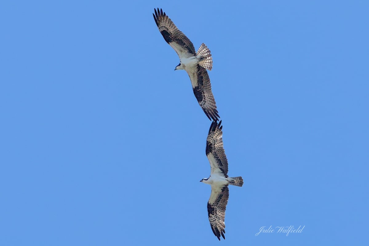 Pair of ospreys captured in flight over The Village of Chitty Chatty Pair of ospreys captured in flight over The Village of Chitty Chatty