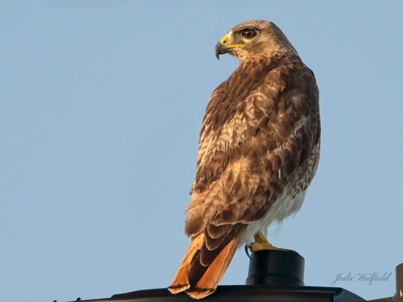 Red-tailed hawk spotted along Buena Vista Boulevard
