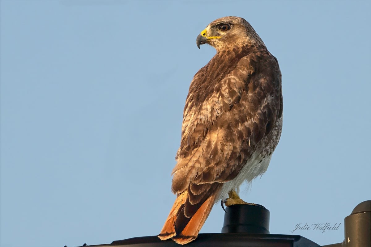 Red-tailed hawk spotted along Buena Vista Boulevard Red-tailed hawk spotted along Buena Vista Boulevard