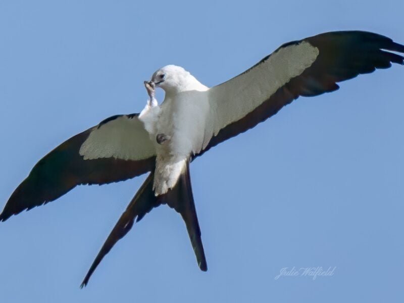 Swallow-tailed kite feeds on midair catch over Sawgrass Grove