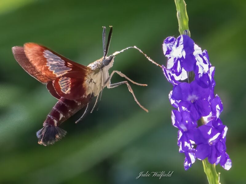 Unique insect sighting near a pond in The Village of Fenney