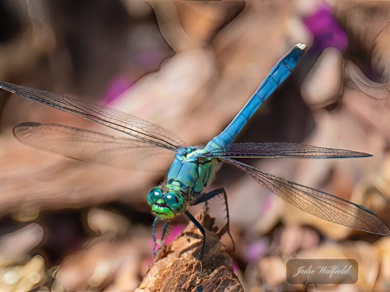 Vibrant blue dasher dragonfly spotted in The Village of Charlotte