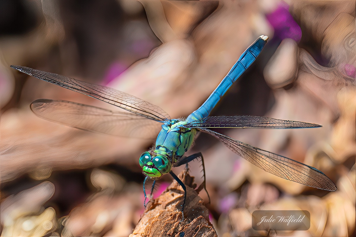 Vibrant blue dasher dragonfly spotted in The Village of Charlotte Vibrant blue dasher dragonfly spotted in The Village of Charlotte