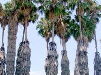 Elderly couple finds tree trimming costs out of reach