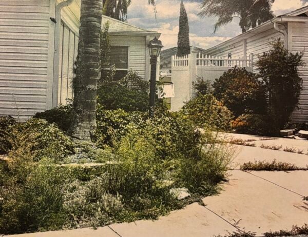 Weeds Bushes Luquer Weeds Bushes Luquer