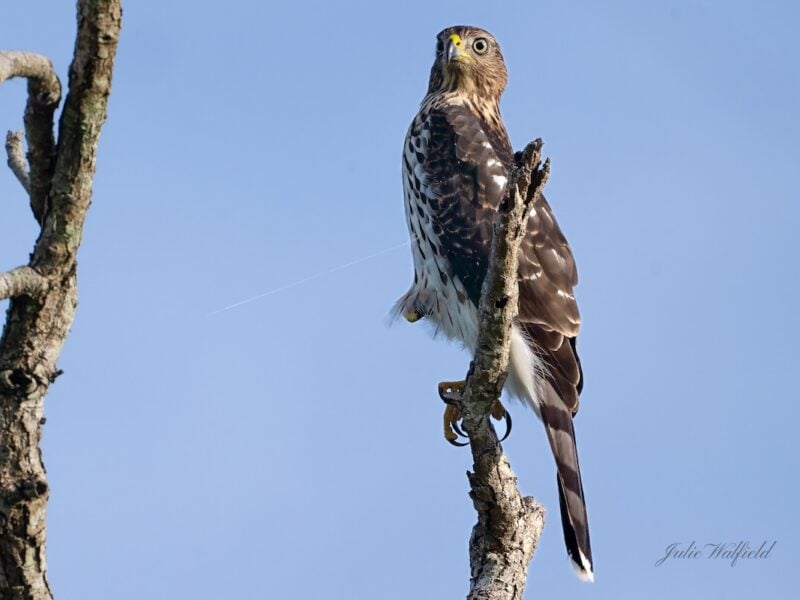 Young Cooper’s hawk spotted at Sharon Rose Wiechens Preserve