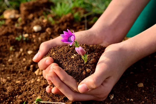 CDD 2 supervisor to host monthly Q&A with special gardening presentation
