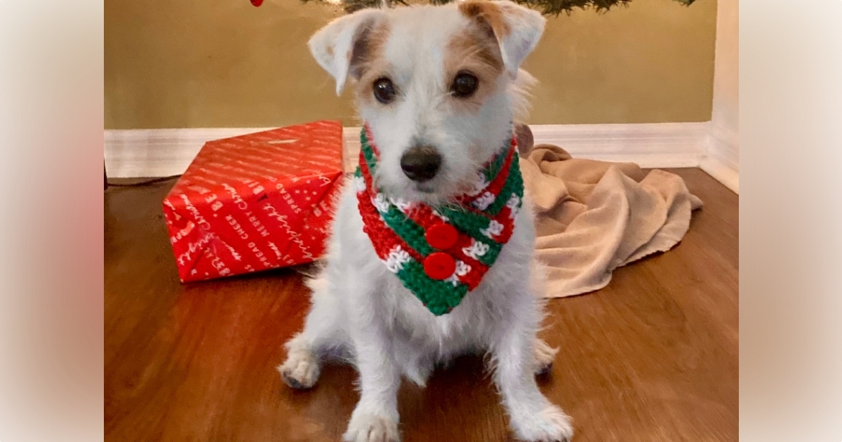 Caroline's Treasures SS4711-CO1 Decorazione Natale In Ceramica Jack Russell Terrier Con Fiocchi Di Neve Rossi - 5